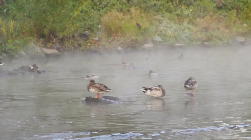 Ducks in the fog